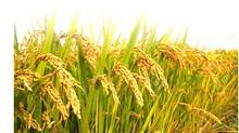 paddy