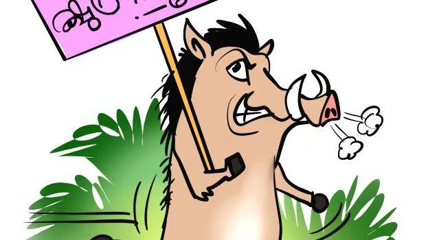 pig