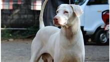 rajapalayam-dog