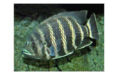 zebra-tilapia