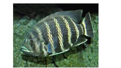 zebra-tilapia
