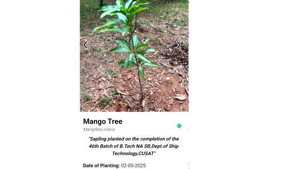tree