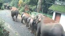 elephant