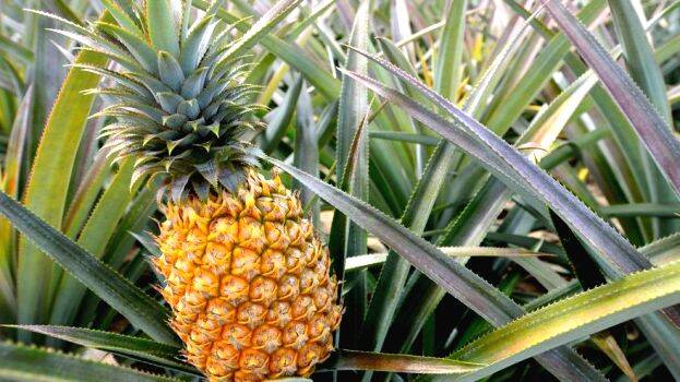 pineapple