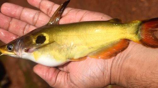 manjakoori