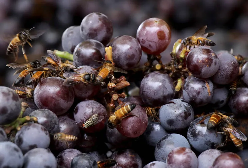 grapes