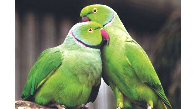 parrot