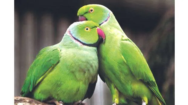 parrot