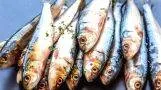 sardine