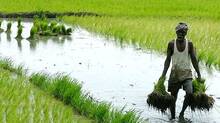 agriculture