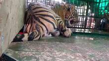 tiger