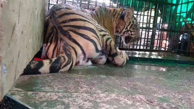 tiger-in-cage
