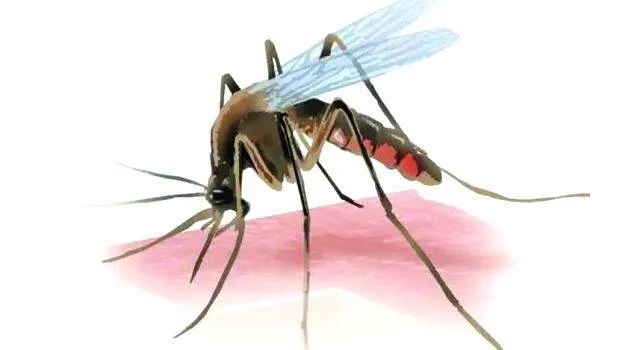 dengue