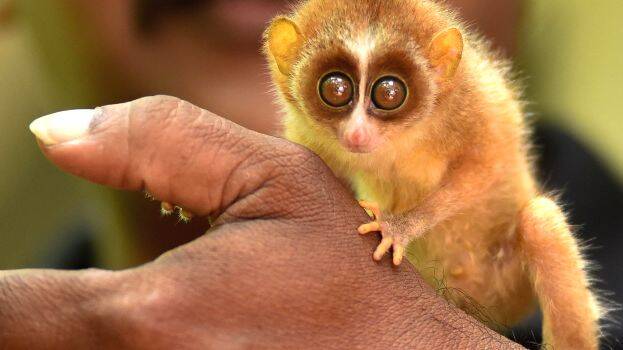 kutti