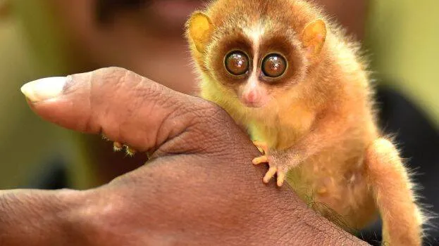 kutti