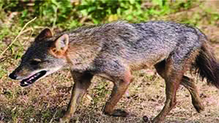 kurunari