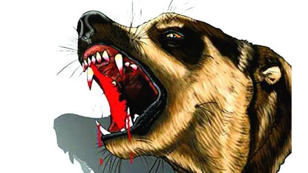 dog