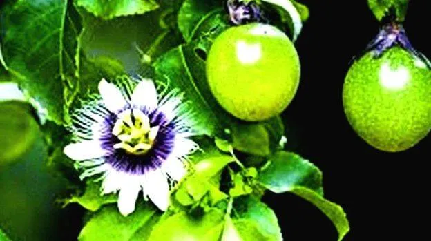 fruit