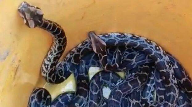snake
