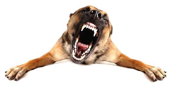 dog-