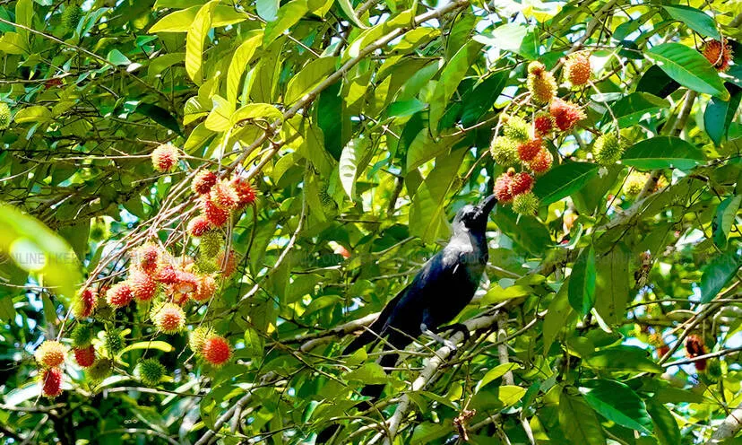 Kerala Kaumudi Photo Gallery