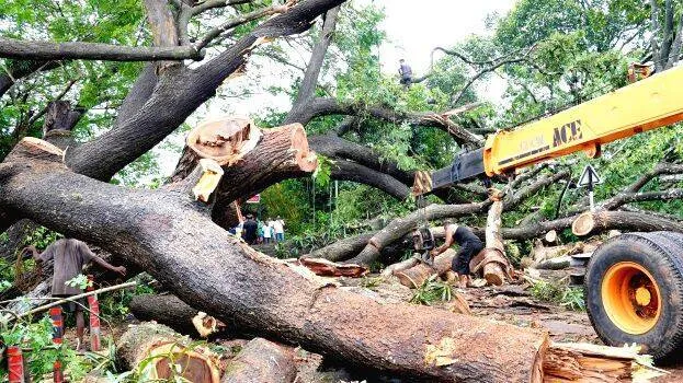 tree
