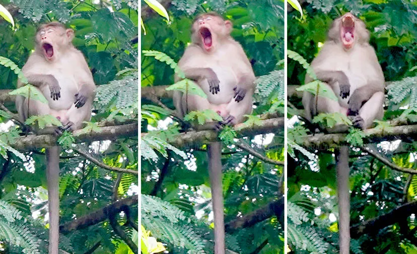 monkey