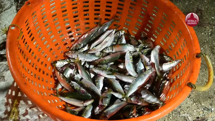 fish