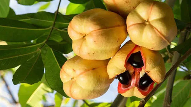 ackee