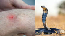 this-plant’s-leaves-are-believed-to-neutralise-snake-venom-in-5-minutes