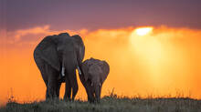 elephants-in-zimbabwe-will-be-cull-and-their-meat-distributed-to-people