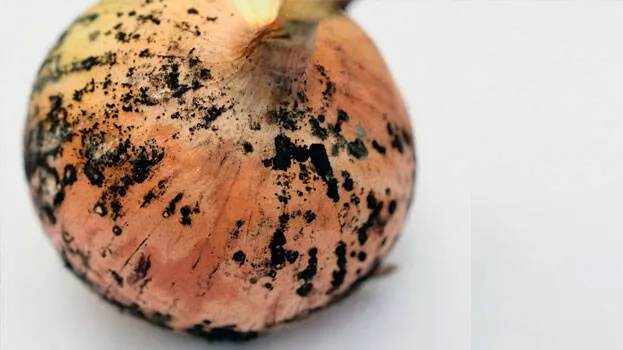 onion