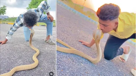 king-cobra