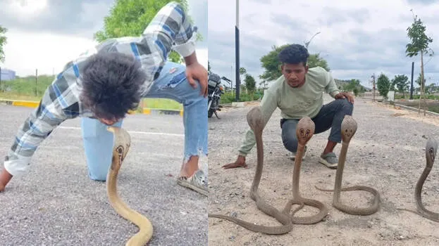snake