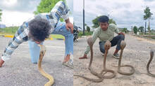 man-kiss-cobra-snake-viral-video