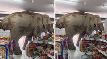 elephant-goes-shopping-at-supermarket-shocks-social-media