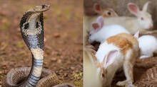 kaumudy-tv-snake-master-latest-episode