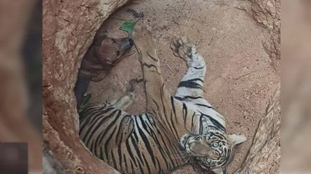 tiger