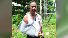wild-elephant-attacks-kalleli-estate-employee-injured