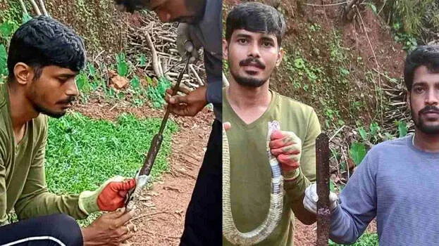 snake