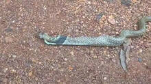 cobra-swallows-1-foot-long-knife