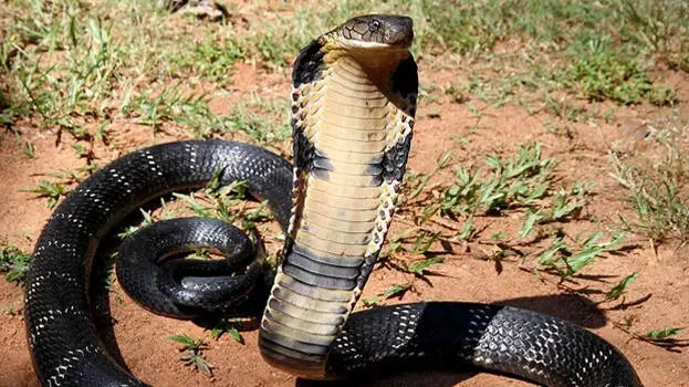 king-cobra