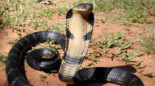 black-sesame-smoke-to-keep-snakes-away-during-monsoon