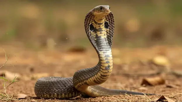 snake