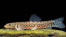 hatching-of-fishes