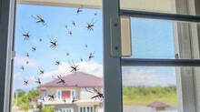 mosquitoes