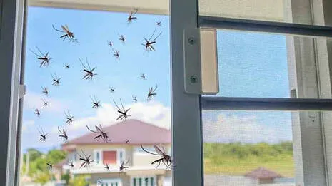 mosquitoes