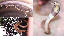 kaumudy-tv-snake-master-latest-episode