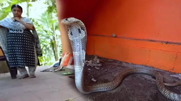 snake