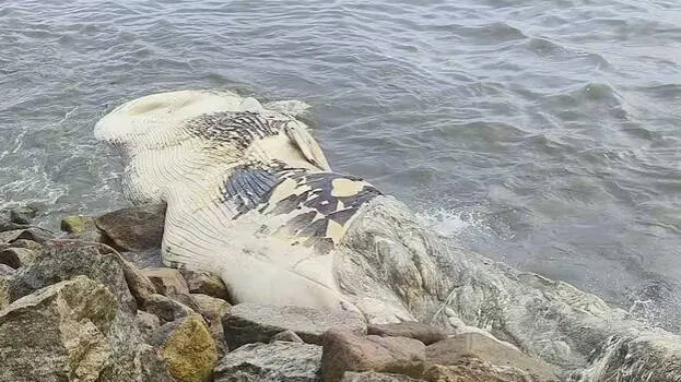 blue-whale